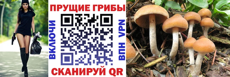 Галлюциногенные грибы GOLDEN TEACHER  Купить закладки  Болотное 